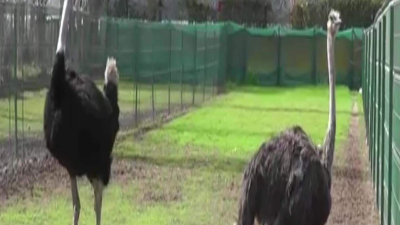 ostrich