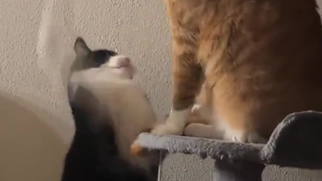 Two Cats Playfully Battling