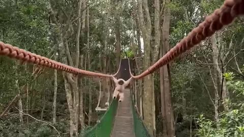 🤣🍌 You Won't Believe This Banana Run! | FunFM