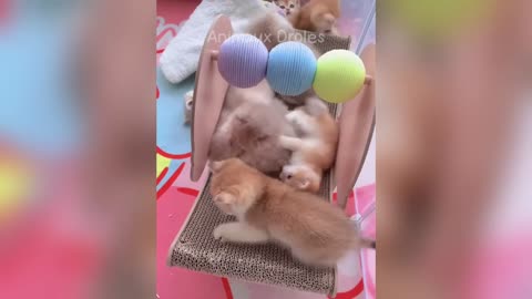 Laugh until you cry with these hilarious animals 😂