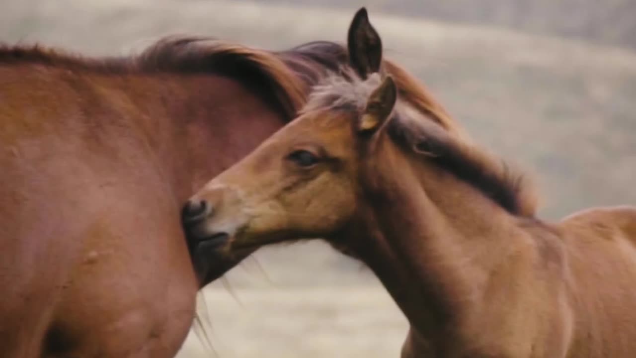 Horse 🐎 video