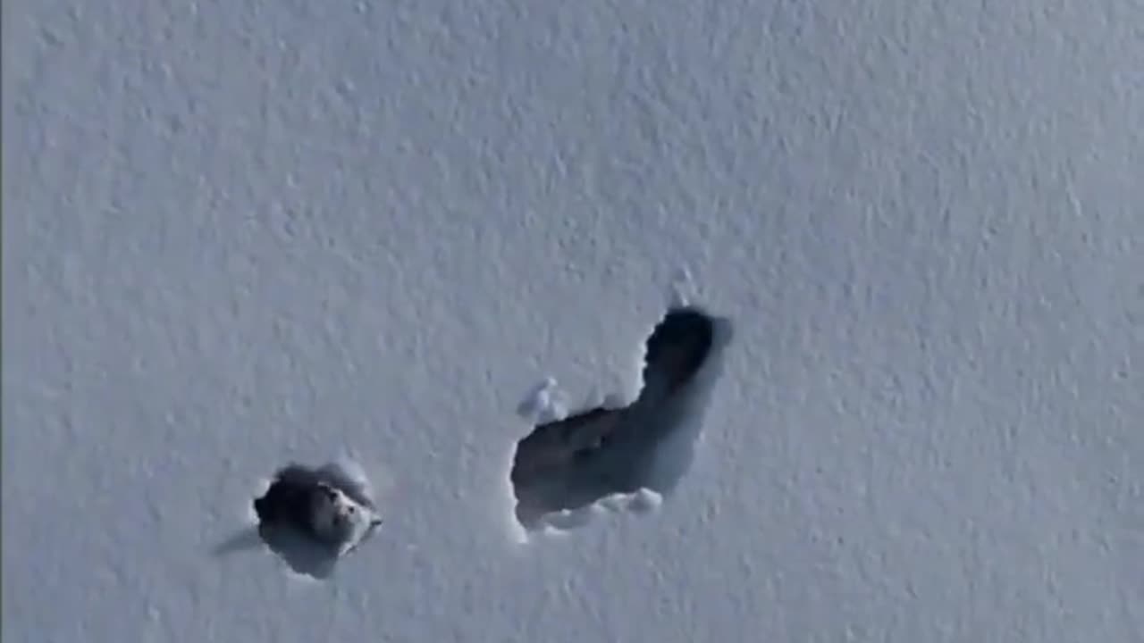 A drone captures a rare sight as a pack of wolves move through deep snow.