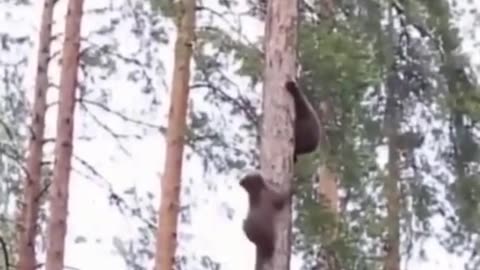 Funny and Cute Animal Videos - Super Cute Animals