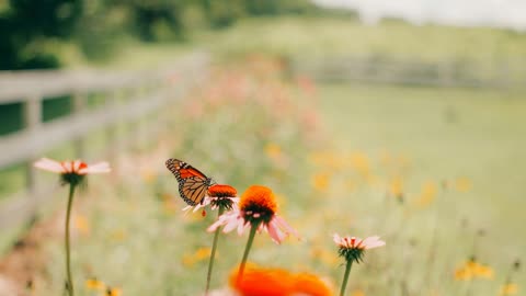 Journey Beyond Words (by Brent Haskell): What Is Meaning?