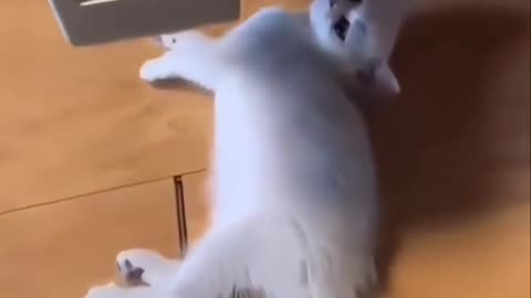 Bro is testing his 9 lives