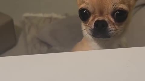 😔🐶 Poor Chihuahua's Bad Day is Our Good Laughter! | FunFM