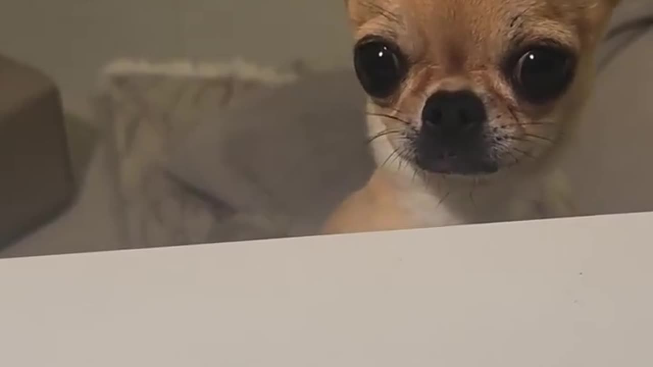 😔🐶 Poor Chihuahua's Bad Day is Our Good Laughter! | FunFM