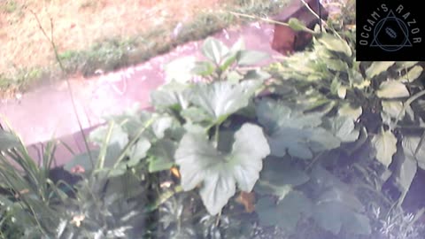 Butch the Sunflower