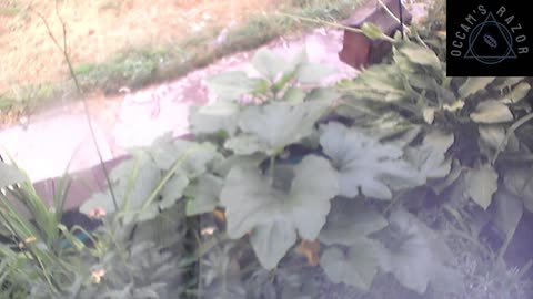 Butch the Sunflower