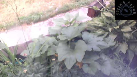 Butch the Sunflower