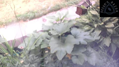 Butch the Sunflower