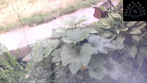 Butch the Sunflower
