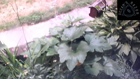 Butch the Sunflower