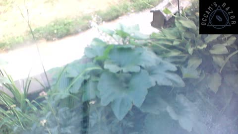 Butch the Sunflower