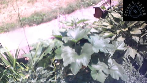 Butch the Sunflower