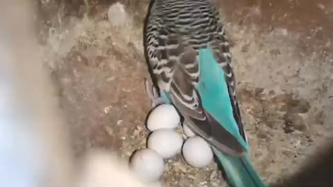 Prevent birds from diseases