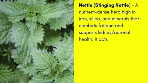 7 DR. SEBI ADAPTOGEN HERBS (Restore Balance)