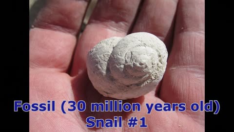 Barite and Calcite Crystals! 30 Million Year Old Fossils! Pawnee Grasslands, Colorado
