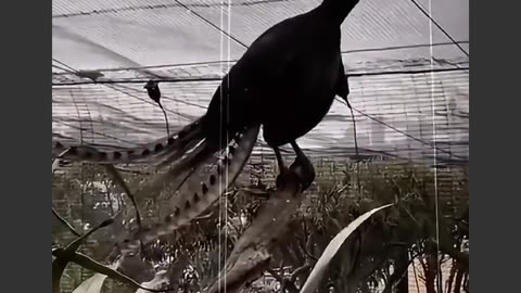 BIRDS VOICES