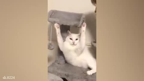 Funny cat