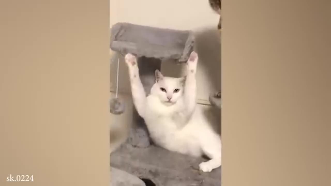 Funny cat