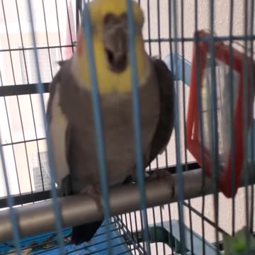 One of the cocktail birds in a speaking mood...