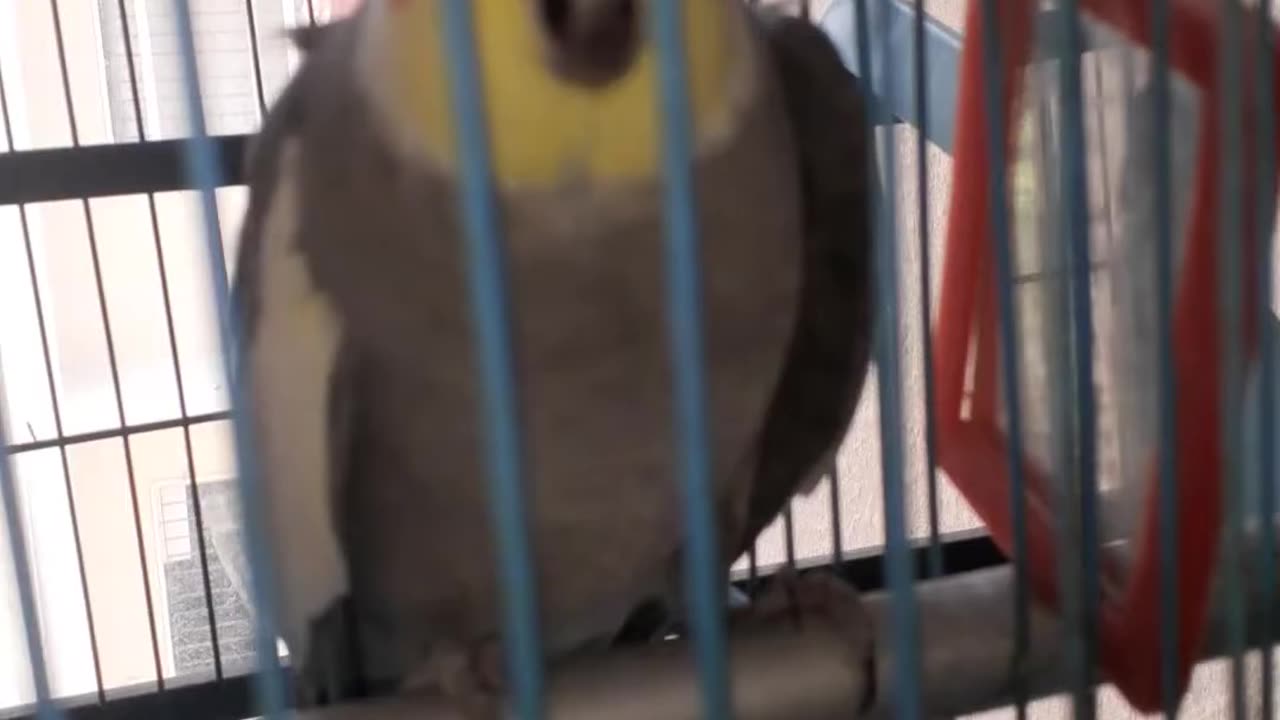 One of the cocktail birds in a speaking mood...