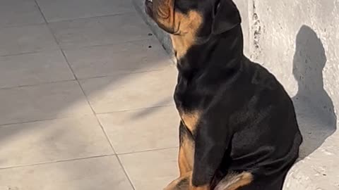 Chop Likes to Sunbathe
