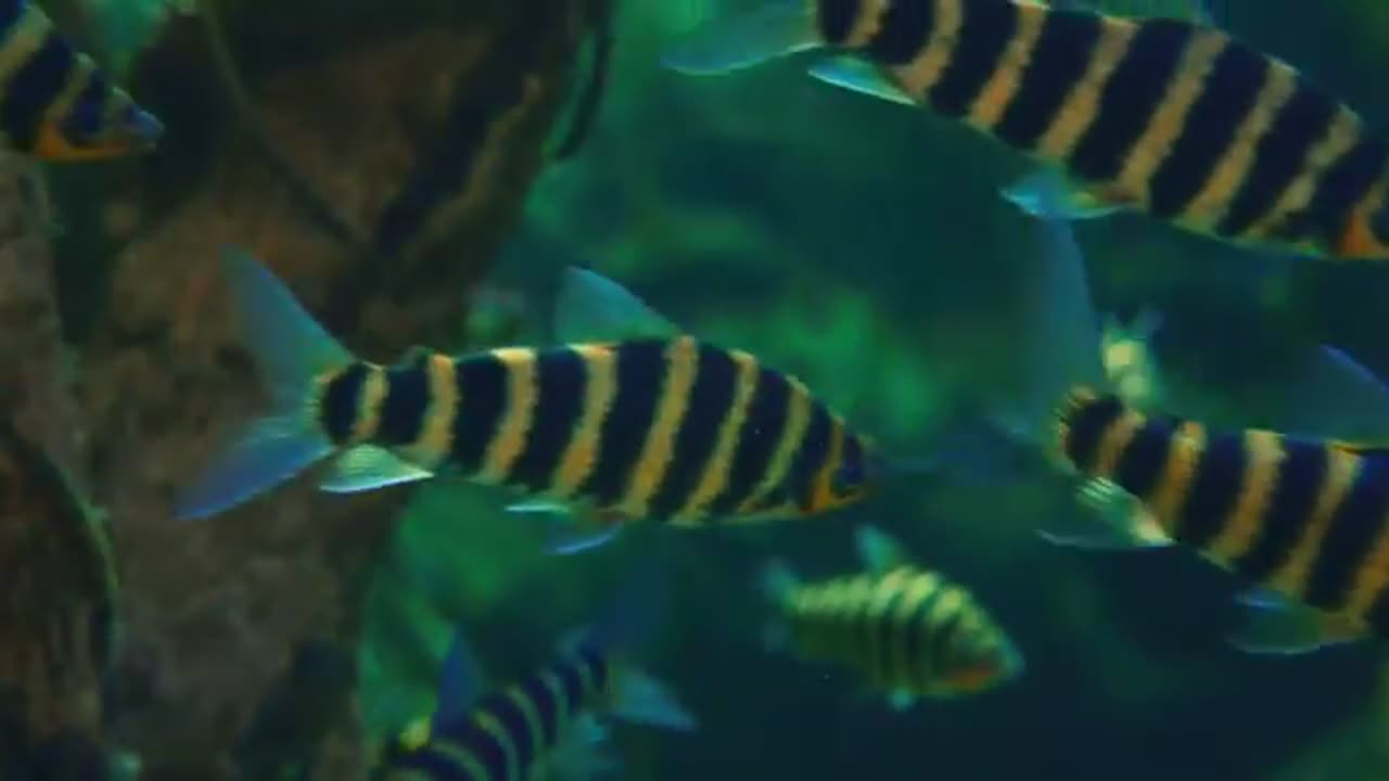 FULL HD 4K VIDEO /HDR HIGH RESOLUTION 🔥