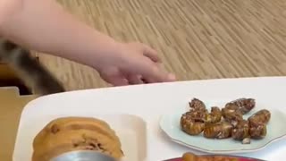 Funny animals