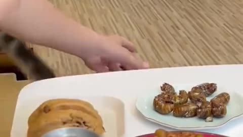 Funny animals