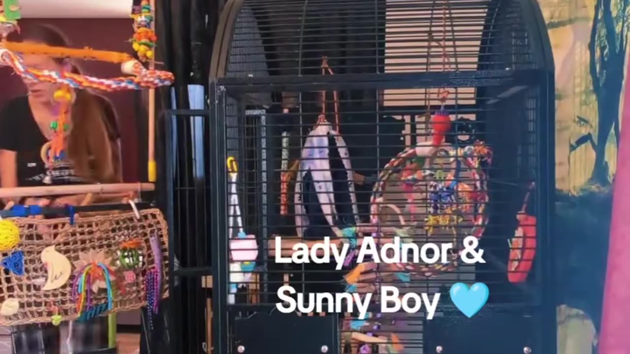 Sunny Boy