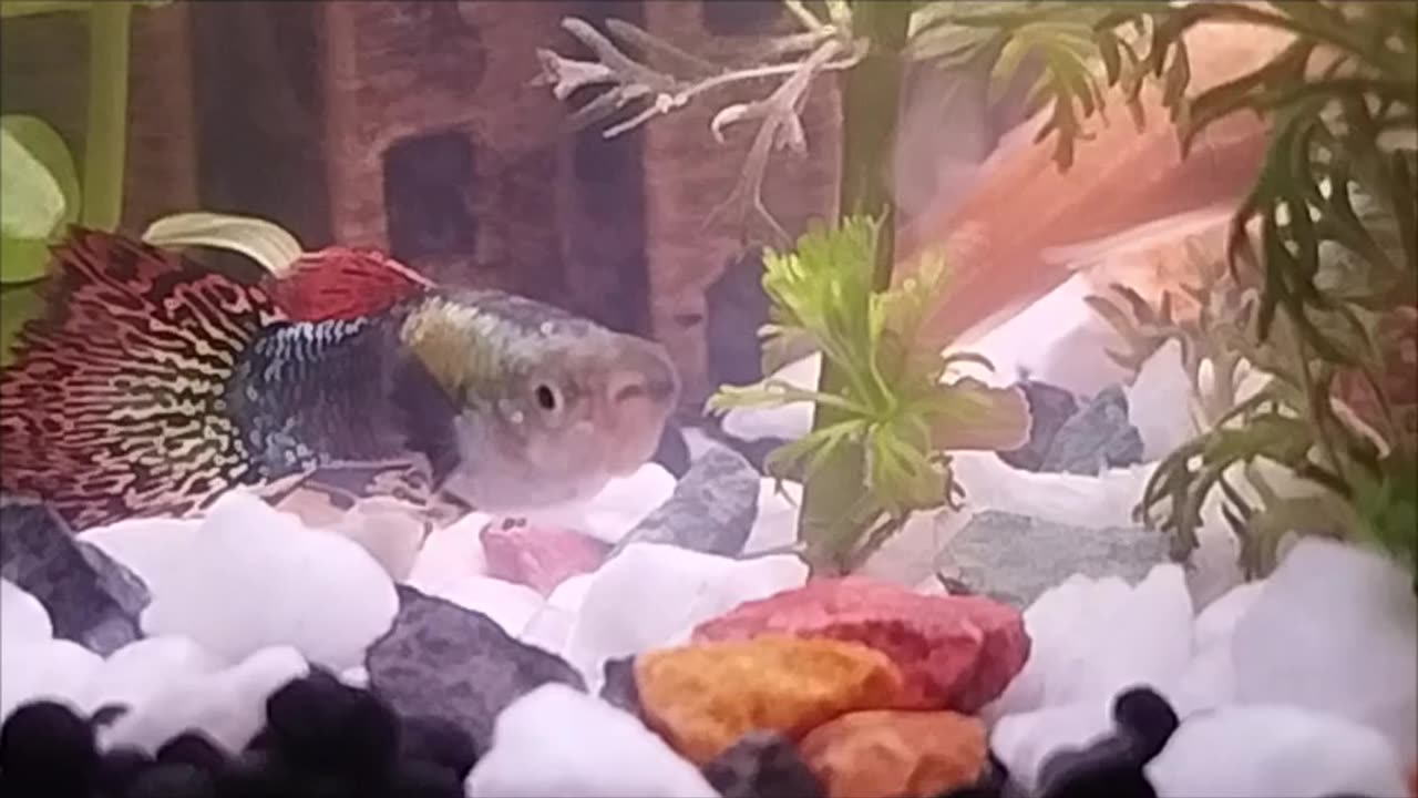 Father and son of Guppy Fish