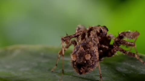 Impala's Miraculous Escape & Spider's 3 Superpowers!