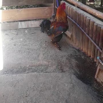 hen