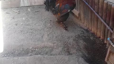 hen