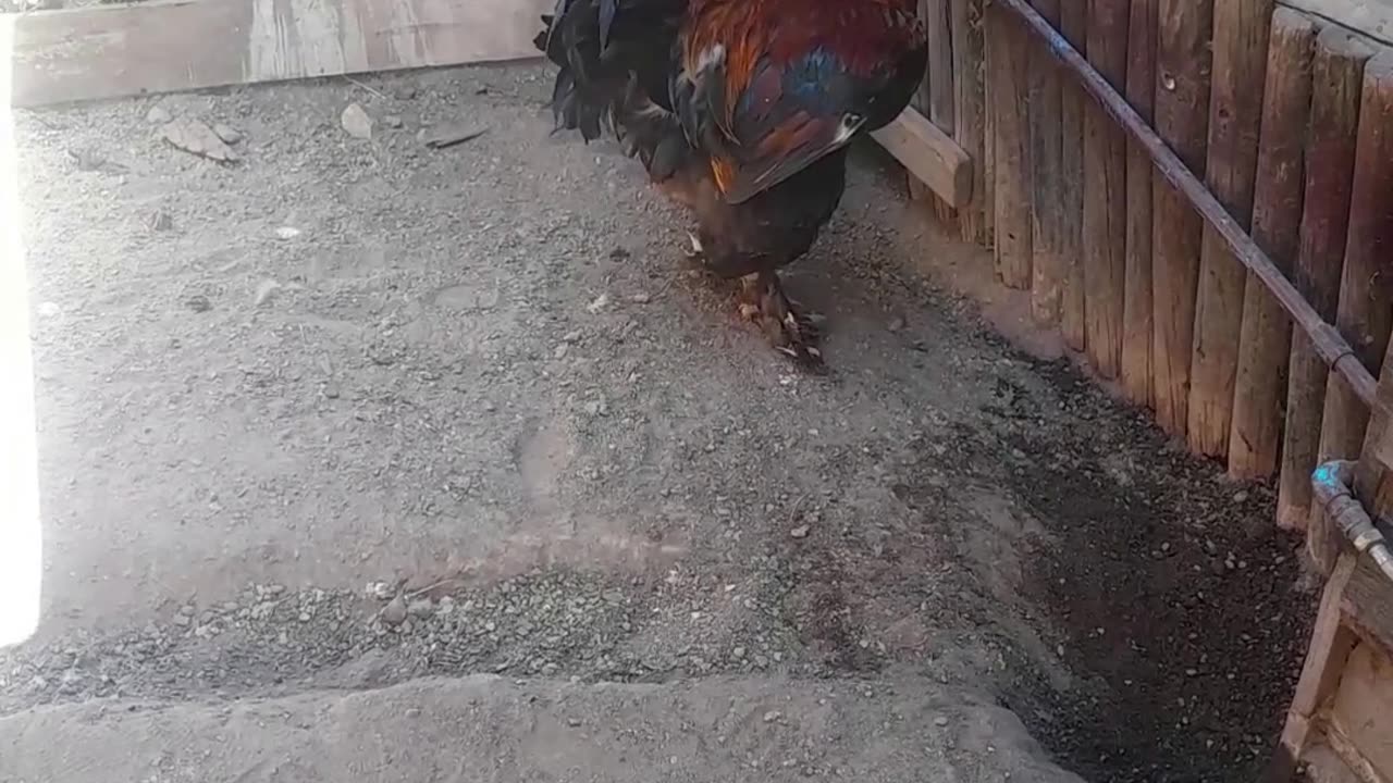 hen