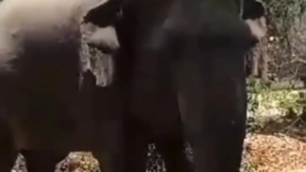 Beautiful elephant are in sri lanka .💞💞💞❤️❤️👍👍