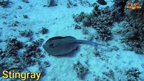 King Crab Clamps Worm in Nest During Dinner