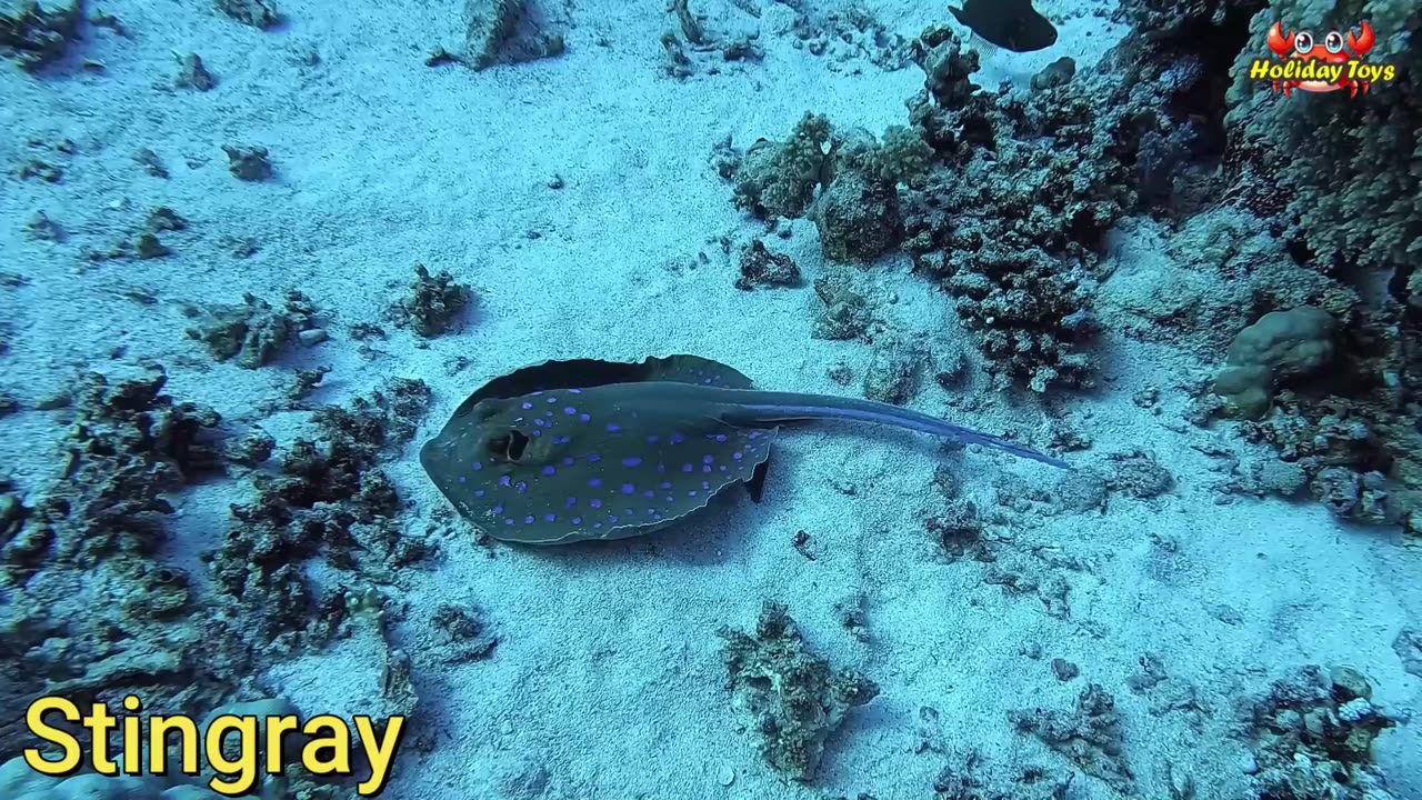 King Crab Clamps Worm in Nest During Dinner