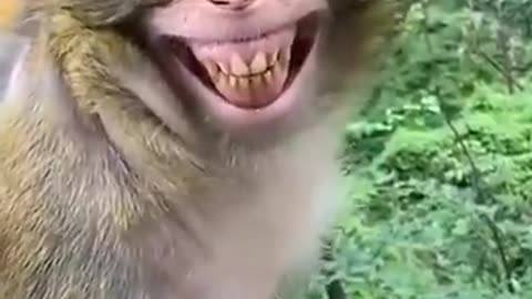 Comedy Status 🤣-- Funny Status 🤣--Comedy Video -- Funny Video -- Monkey Funny Video ❤️-- #shorts 🤣😸