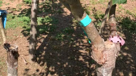 Pear varieties grafted onto Callery Pear trees