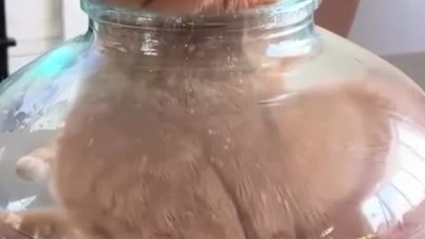 Cat Stuck in a Jar: Hilarious Rescue Attempt!