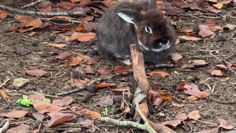 Cutest Baby Bunny Compilation Ever!