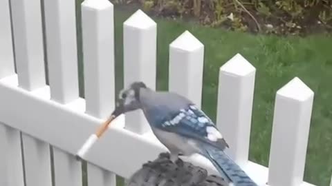 Blue Jay robs human