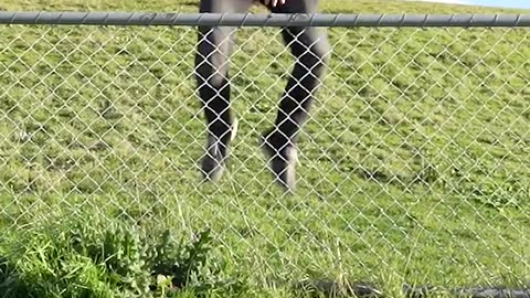FUNNY how animals get over a fence.