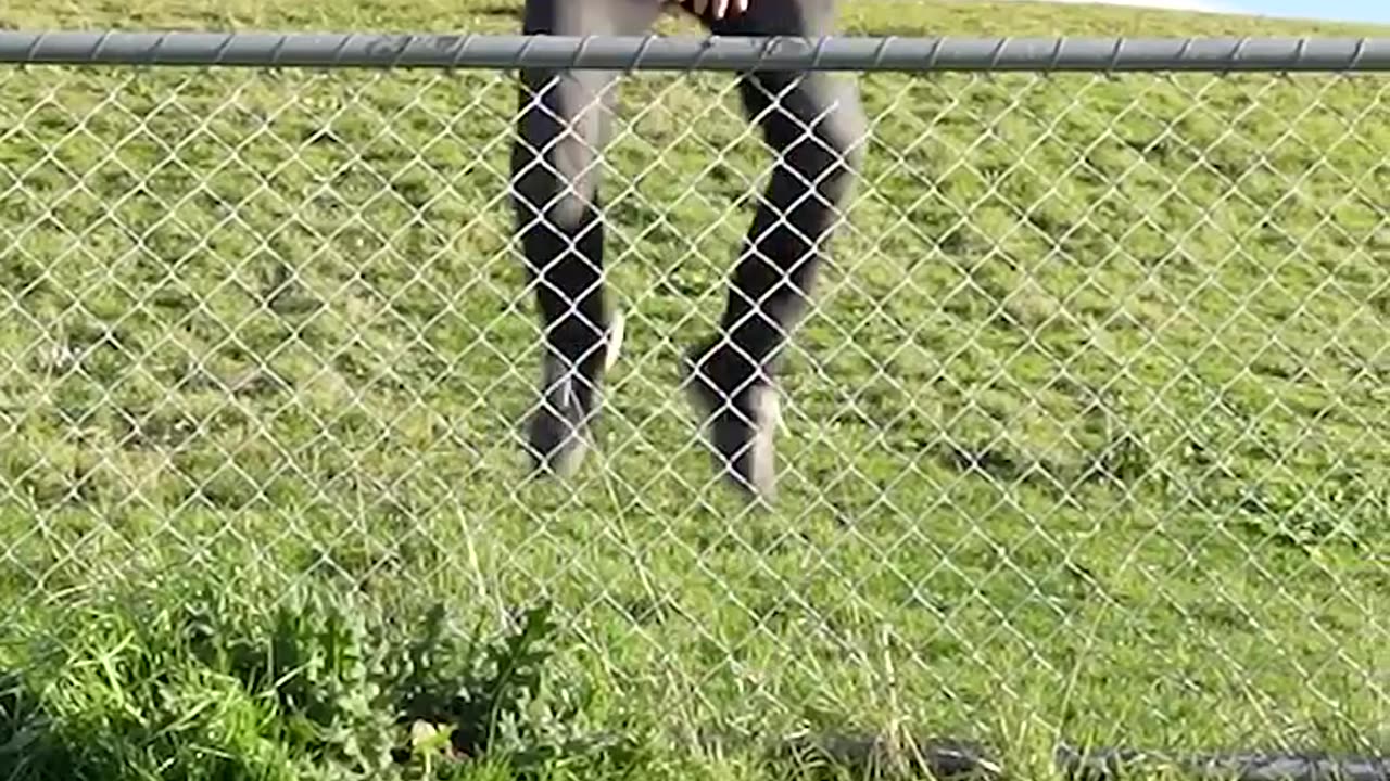 FUNNY how animals get over a fence.