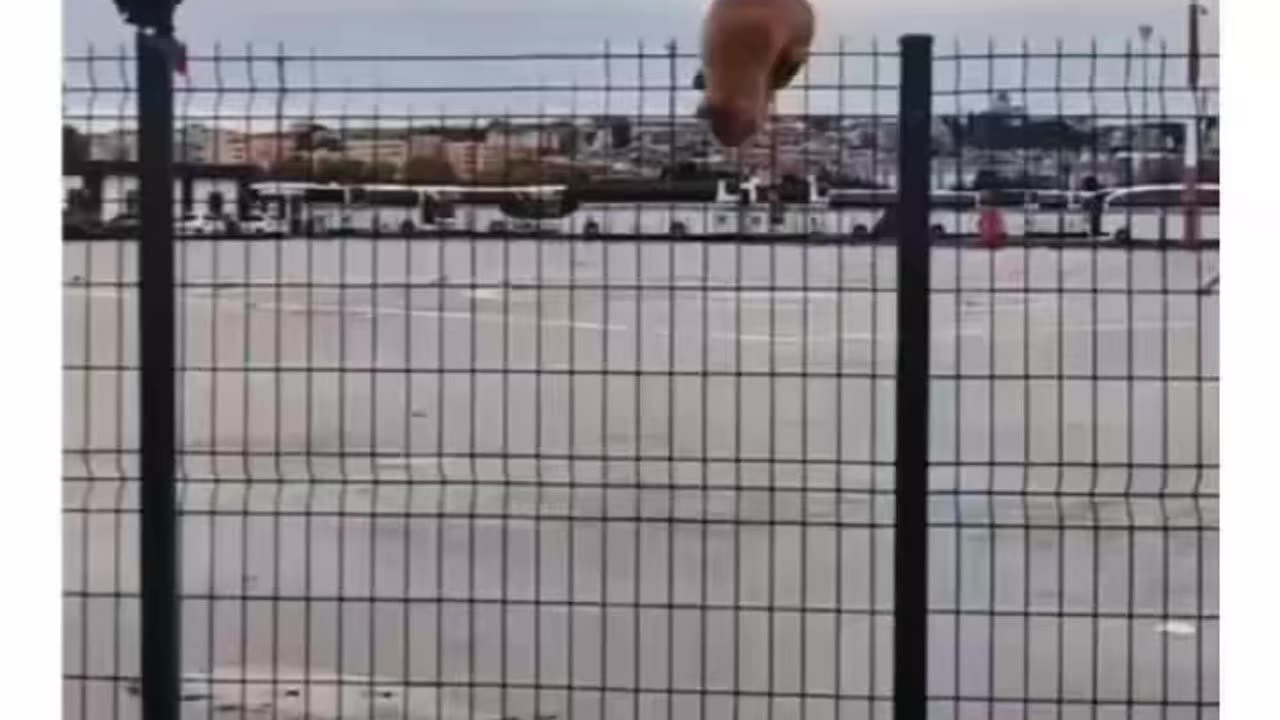 Funny animals ,Cats and birds