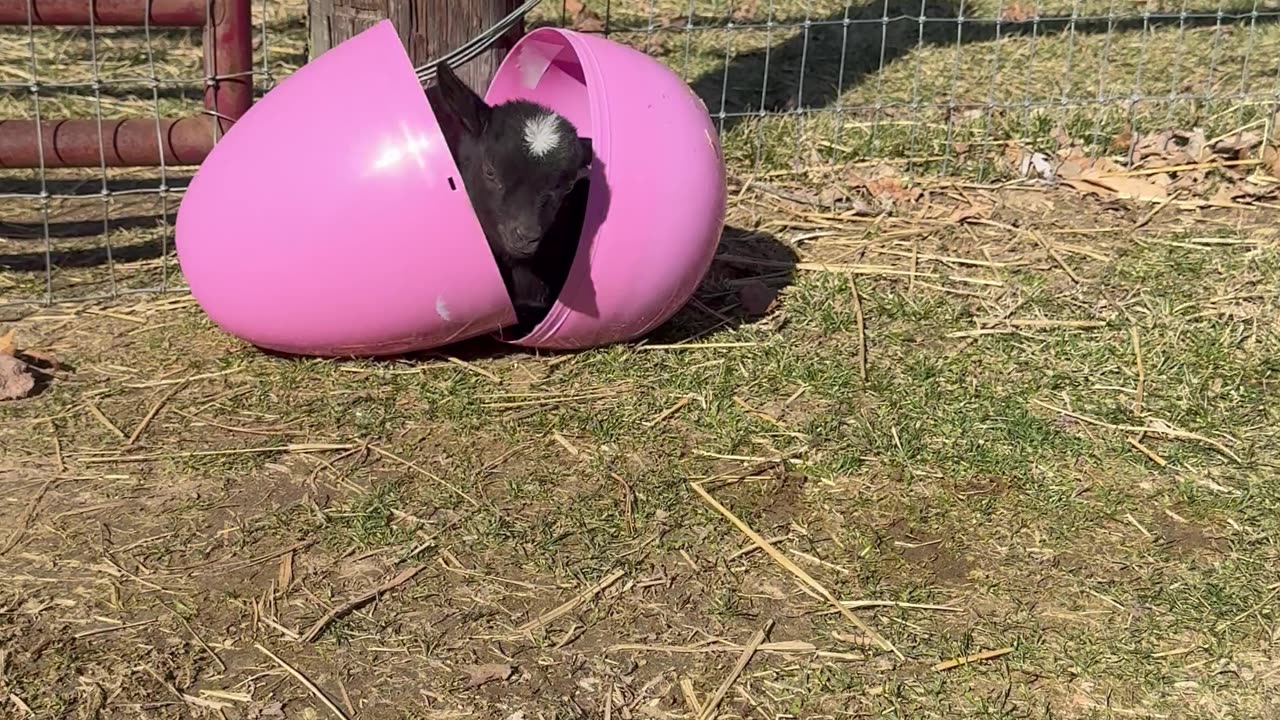 Baby Goat in an Easter Egg