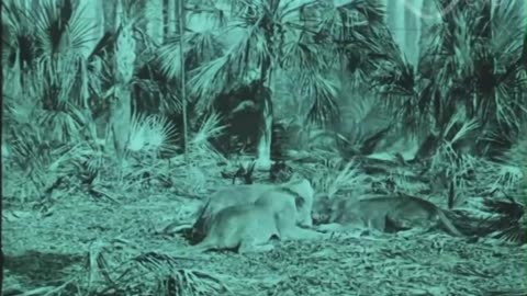BACK TO THE PRIMITIVE (Selig-1911) KATHLYN WILLIAMS. NEW English subtitles.